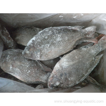 Frozen Fish Whole Round Tilapia Fish For Wholesale